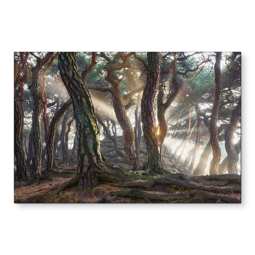 Wandbild Heiliger Kiefernwald - Ryu - Alu-Dibond - Rund