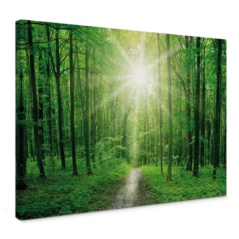 Stampa su tela - Sunny Forest 1