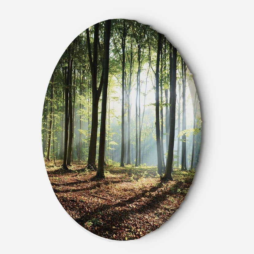 Immagine su tela rotonda Foresta all'alba