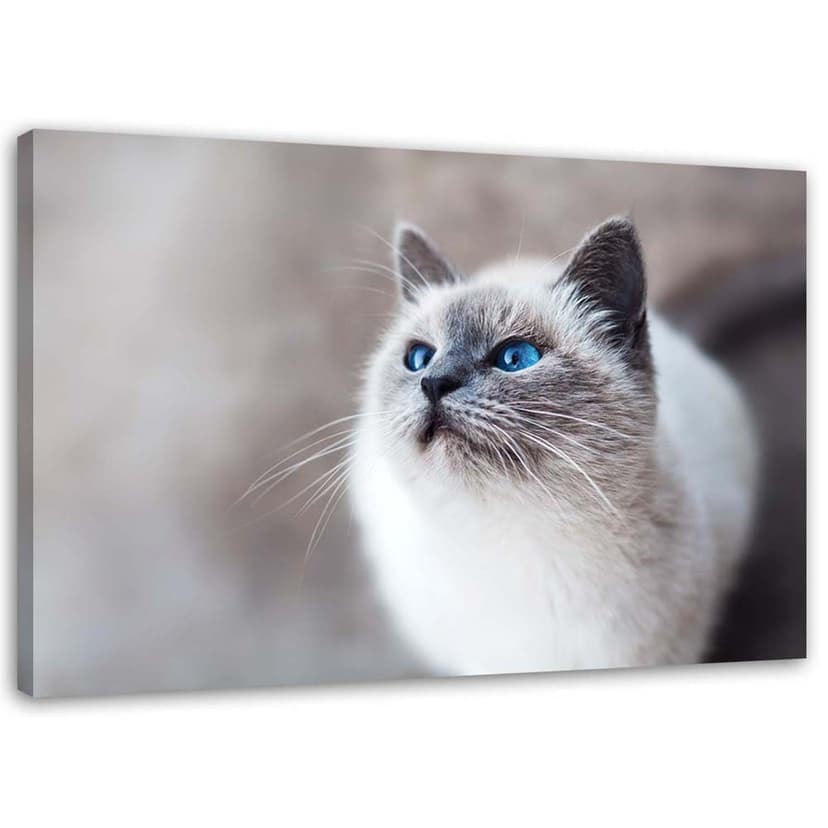 Stampe su tela, Animali di gatto siberiano