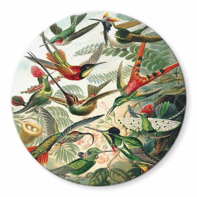 Stampa su vetro Haeckel - Colibrì - tondo