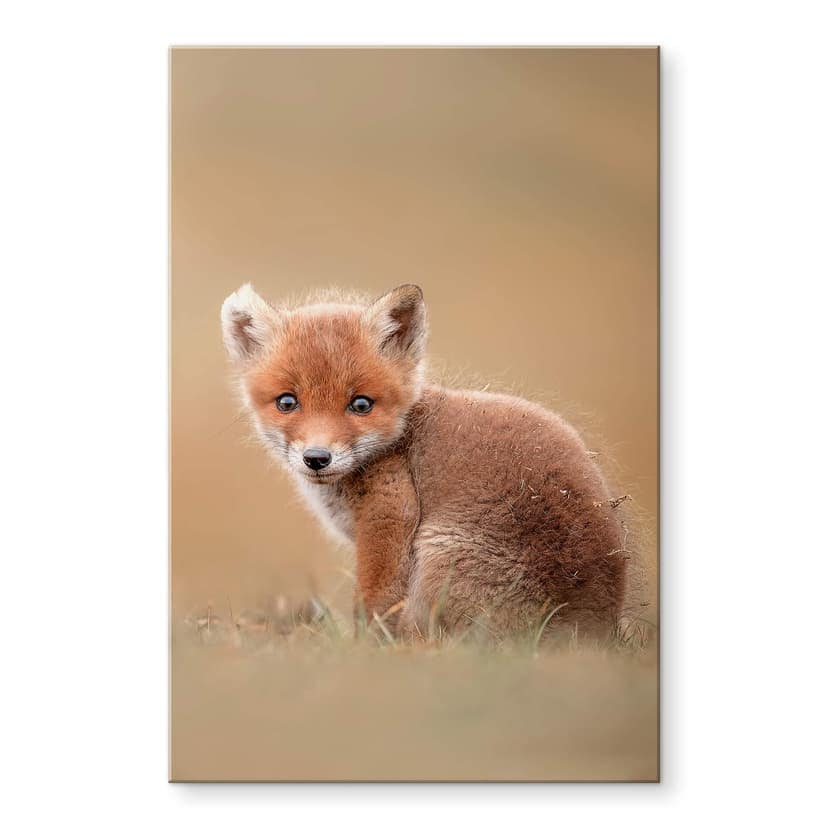Stampa su vetro acrilico van Duijn - Baby fox