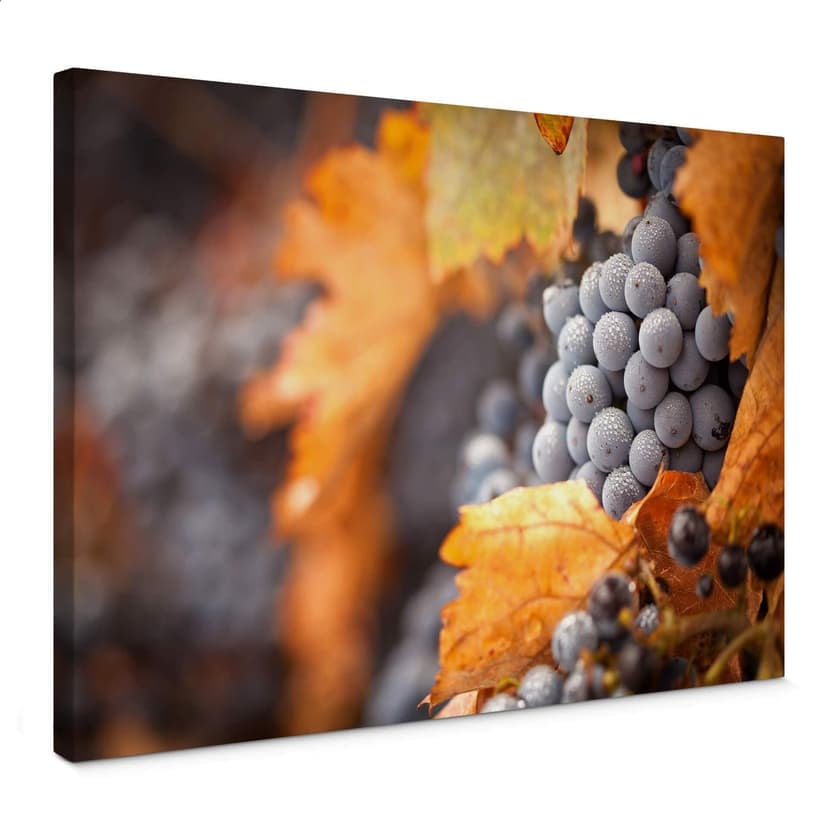 La vite in autunno