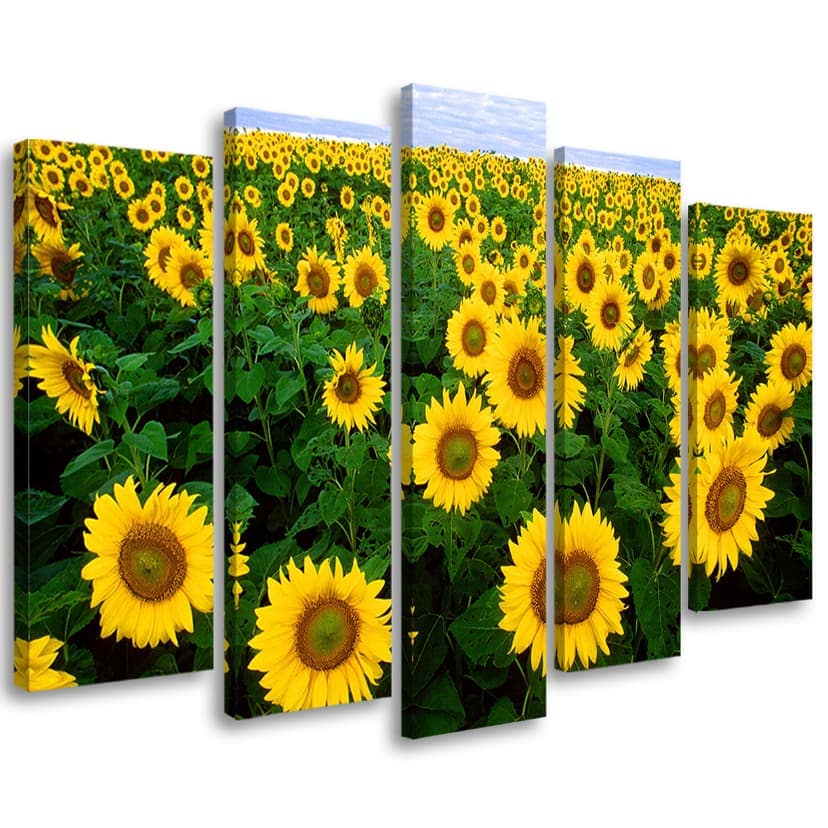 Stampa su tela 5 pezzi, Prato di girasoli