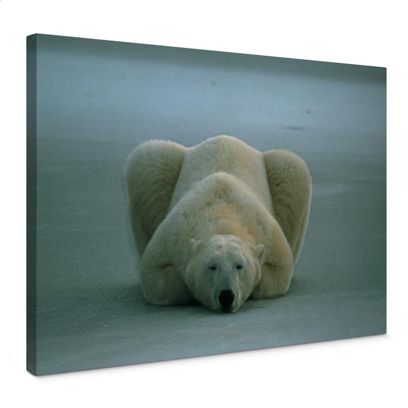 Stampa su tela - NG Orso polare che dorme