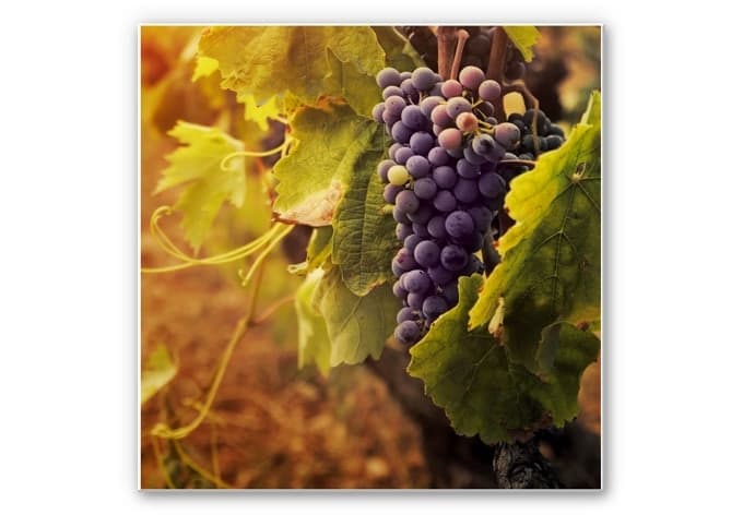 Stampa su Forex - Vigneto toscano