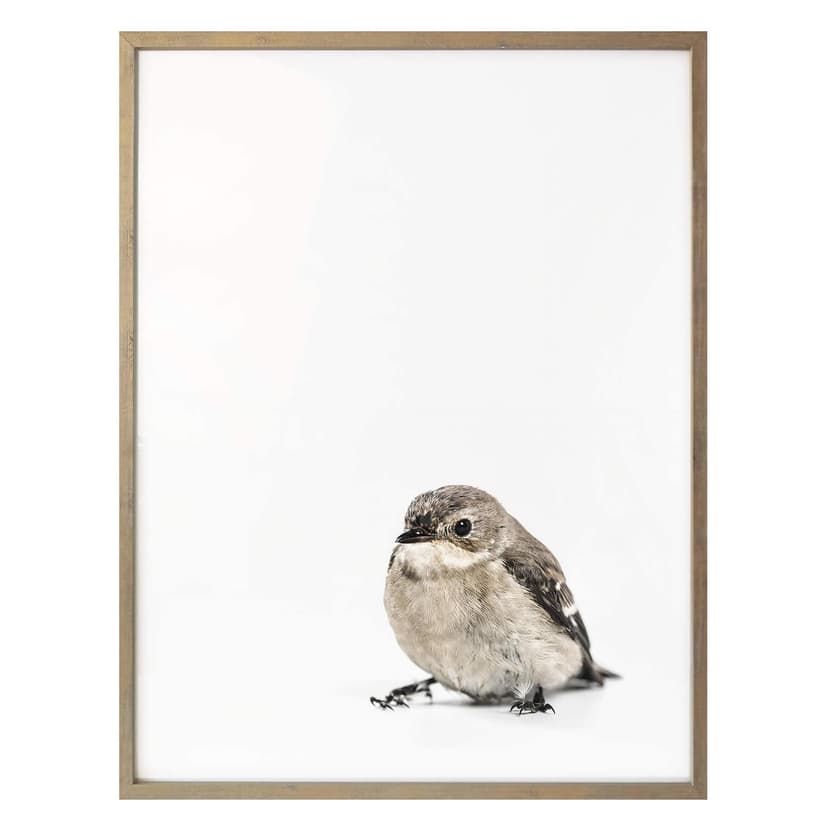 Poster - Passerotto