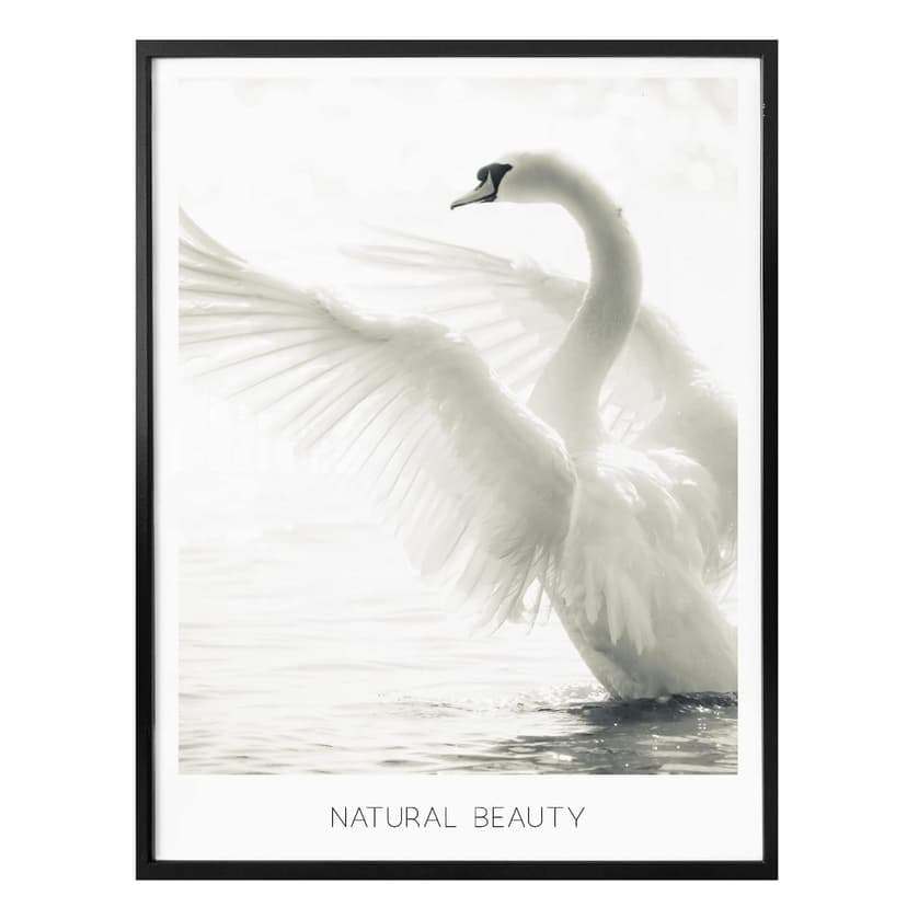 Poster Cigno - Natural Beauty