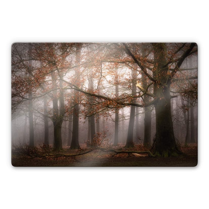 Stampa su vetro Dingemans - Nebbia nella foresta autunnale