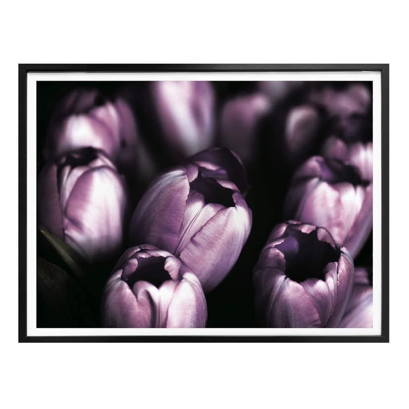 Poster Tulipani