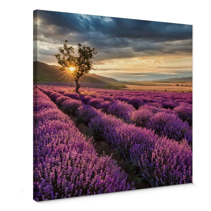 Stampa su tela - Fiori di Lavanda in Provenza – Quadrato