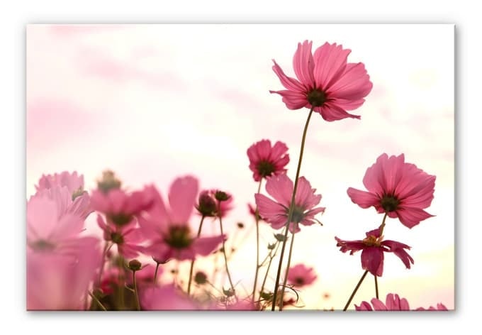 Stampa su vetro acrilico Cosmee fucsia