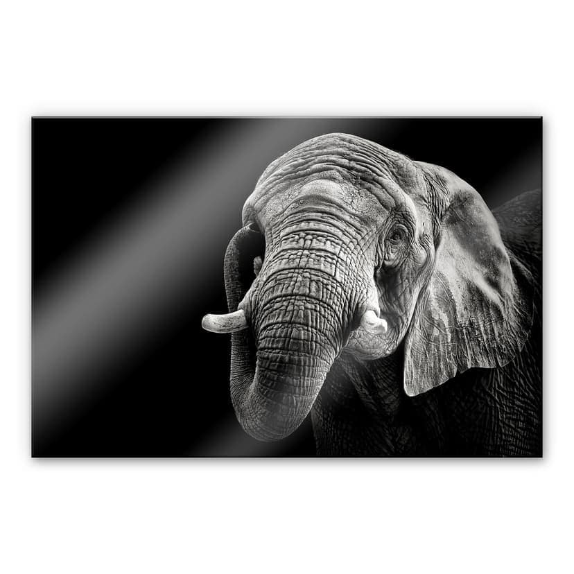 Stampa su vetro acrilico Meermann - L'Elefante