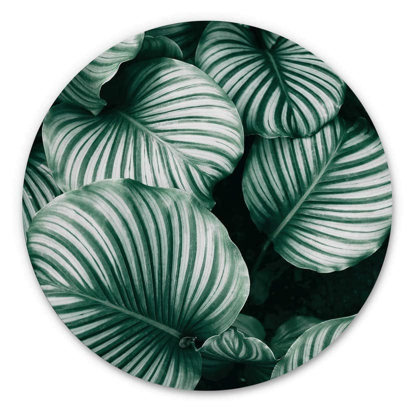 Alu-Dibond Urban Jungle - Calathea Orbifolia - Rund