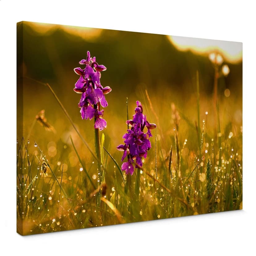 Fiori nella rugiada mattutina