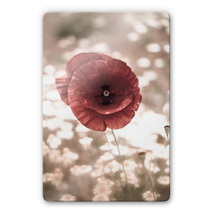 Glasbild Delgado - Mohnblumen-Portrait