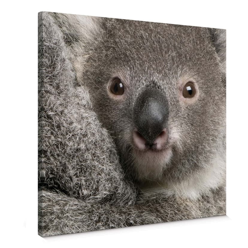 Koala coccolone
