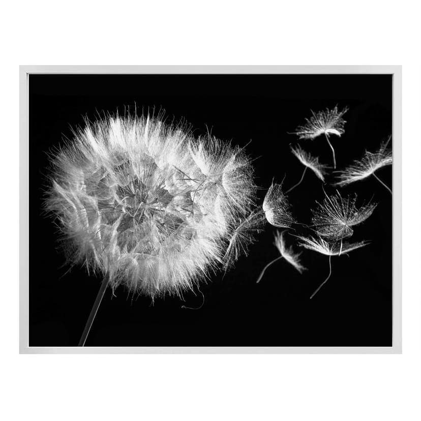 Poster - Soffione