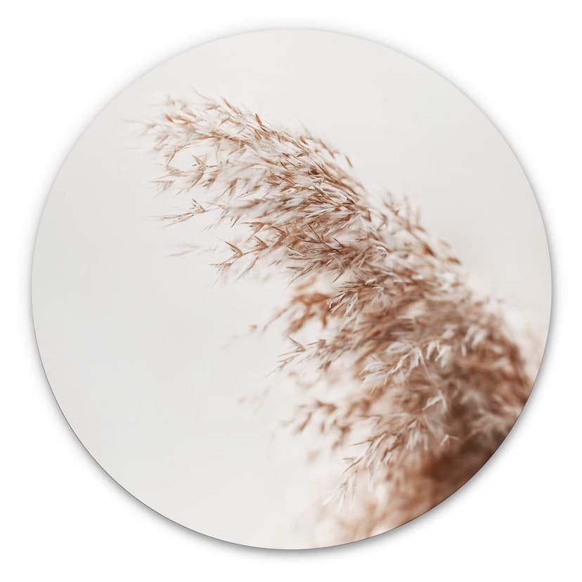 Alu-Dibond Pampas grass - tondo
