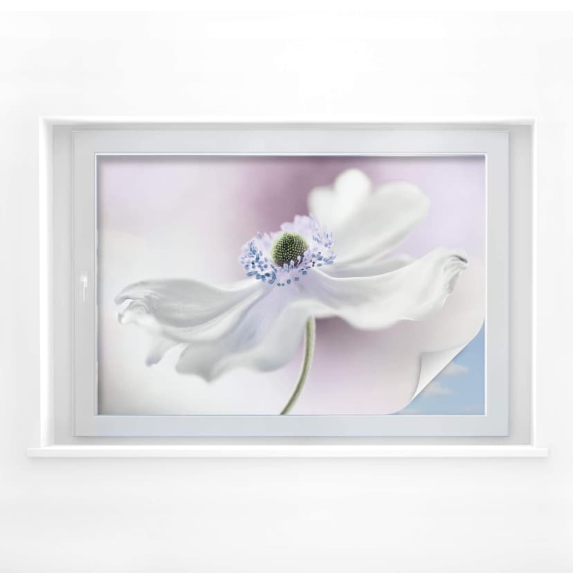 Pellicola per vetri Disher - Anemone