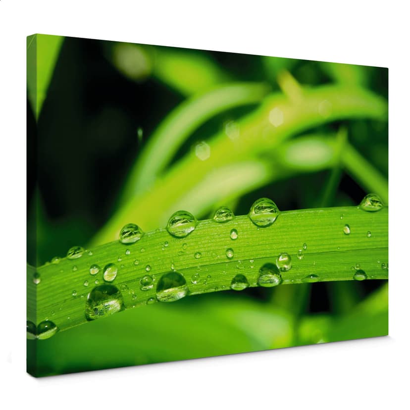 Stampa su tela - Natura 5