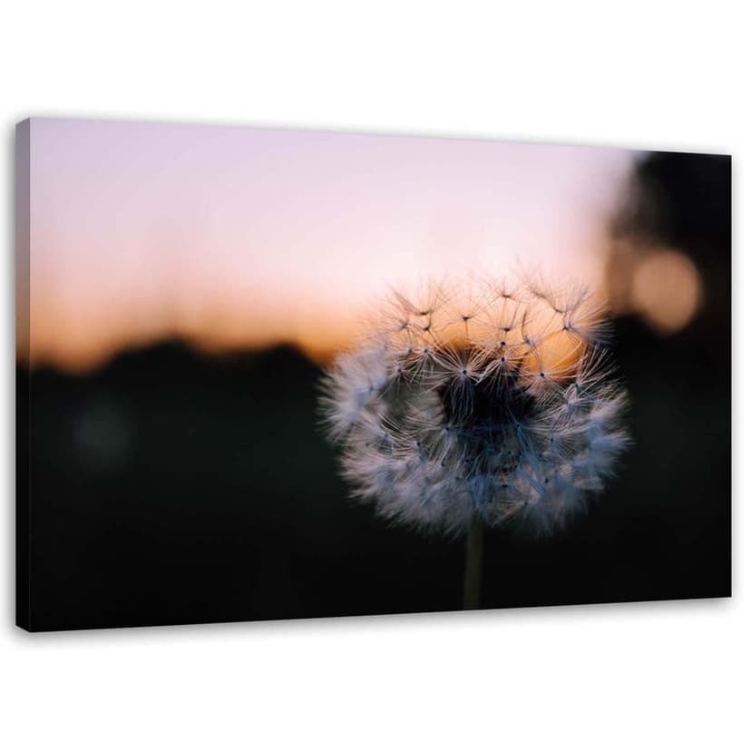 Stampe su tela, Dente di leone e tramonto