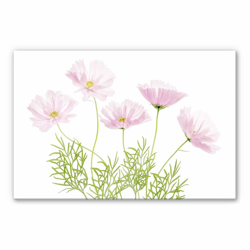 Stampa su vetro acrilico Disher - Fiore estivo