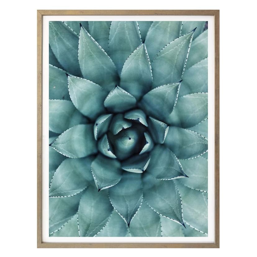 Poster - Agave 02