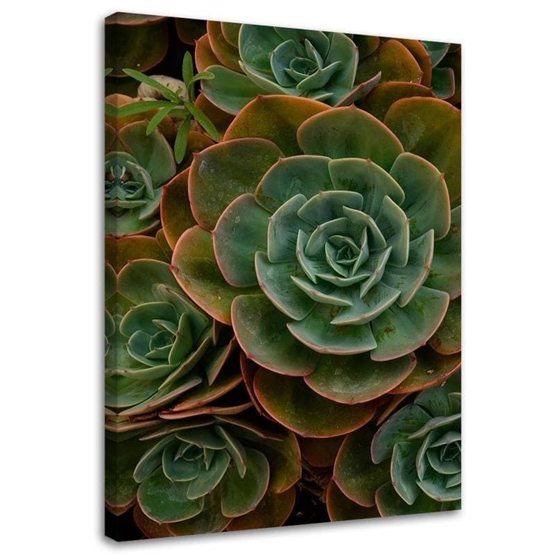 Stampe su tela, Succulente verdi