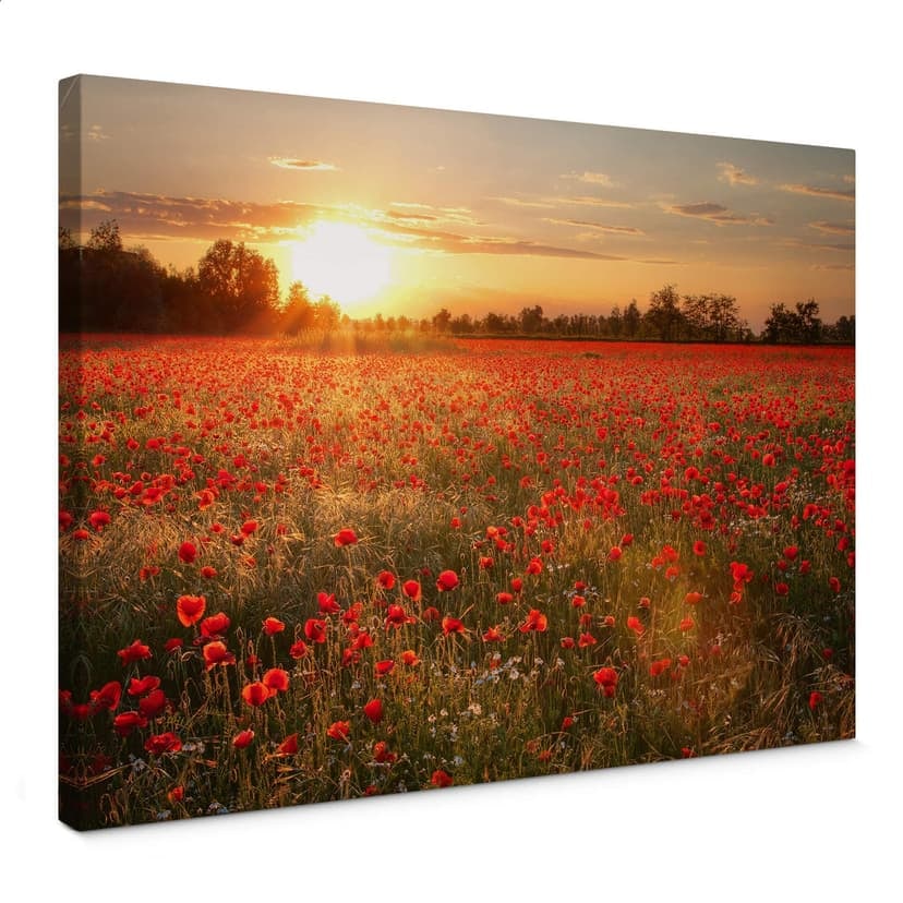 Stampa su tela- Campo di papaveri al tramonto