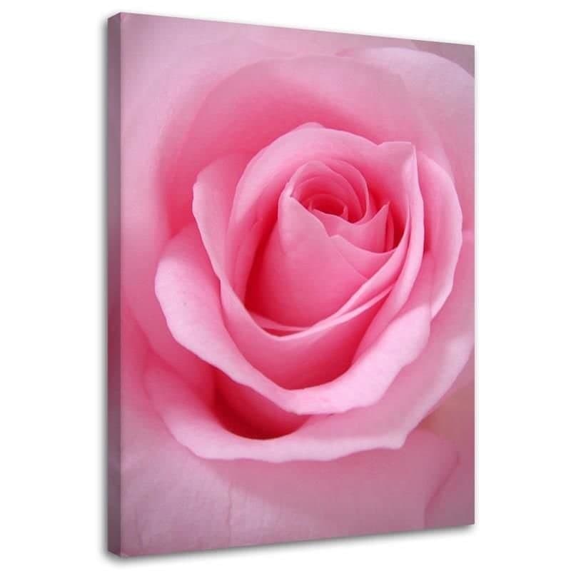 Stampe su tela, Piante fiorite rosa