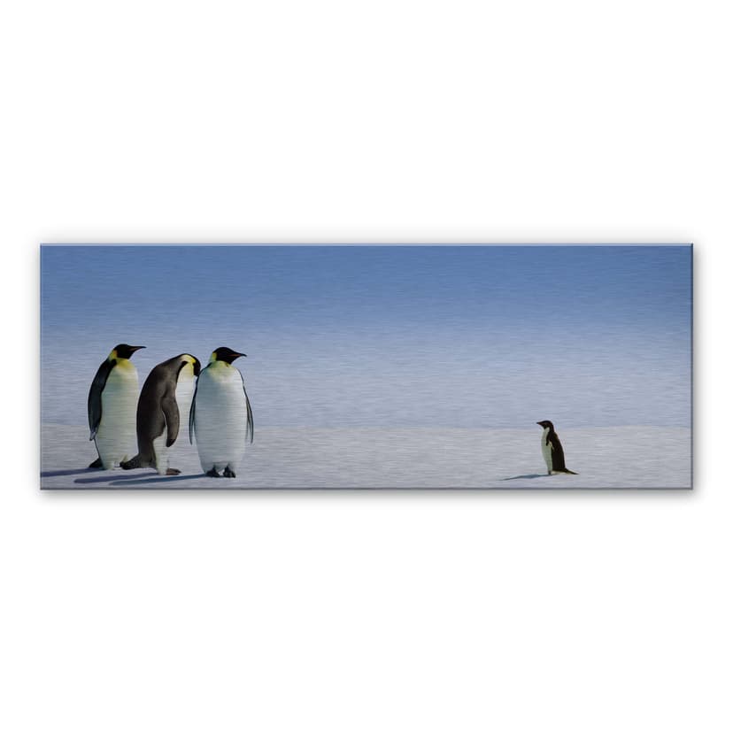 Stampa su Alu-Dibond - Pinguino - panorama