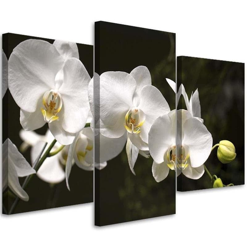Stampa su tela 3 pezzi Fiori di orchidea Natura Bianco