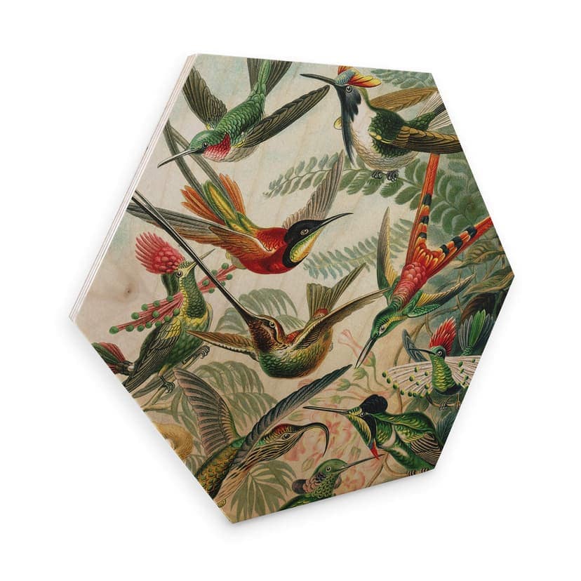 Esagoni in legno Haeckel - Colibrì
