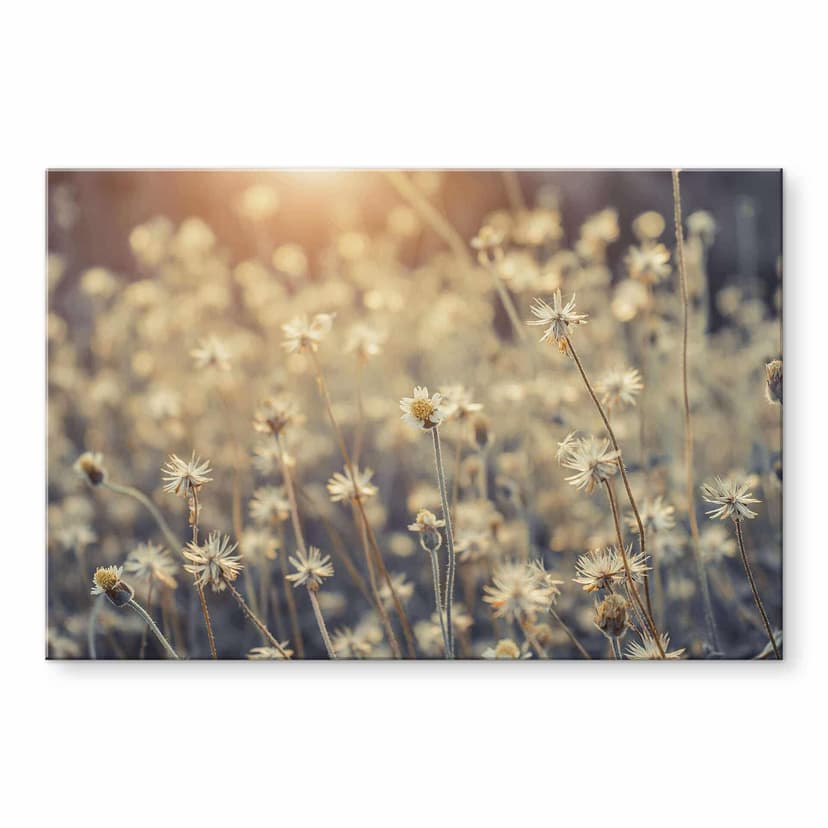 Stampa su vetro acrilico Mexican Daisy