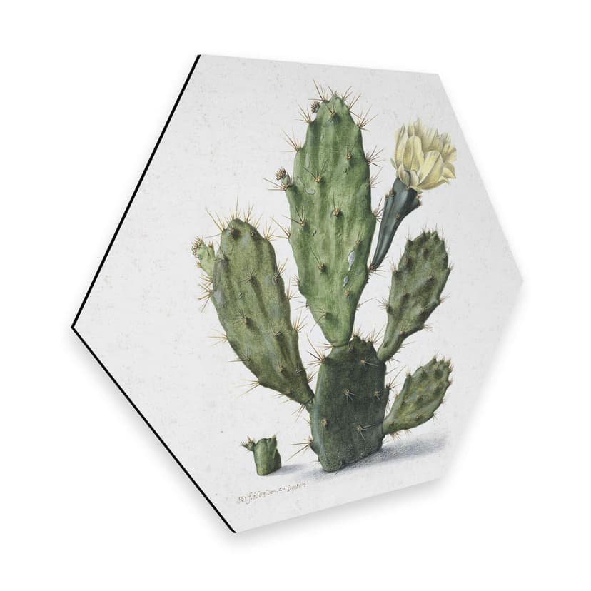 Esagoni in Alu-dibond Saftleven - Cactus