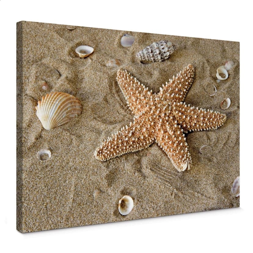 Stampa su tela - Patrik la stella di mare