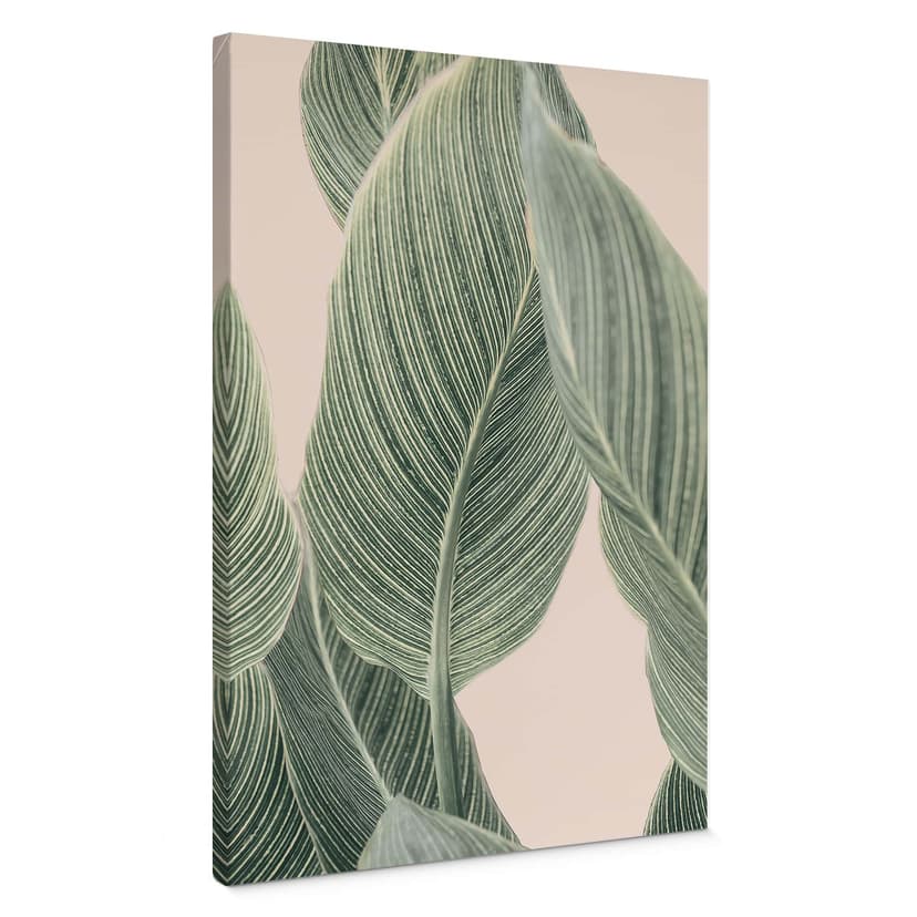 Stampa su tela Pianta di calathea - Sisi & Seb