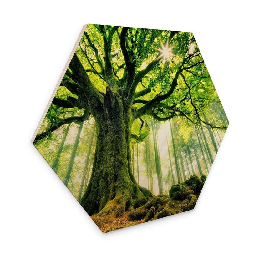 Esagono in legno Bosco da favola - Kiciak