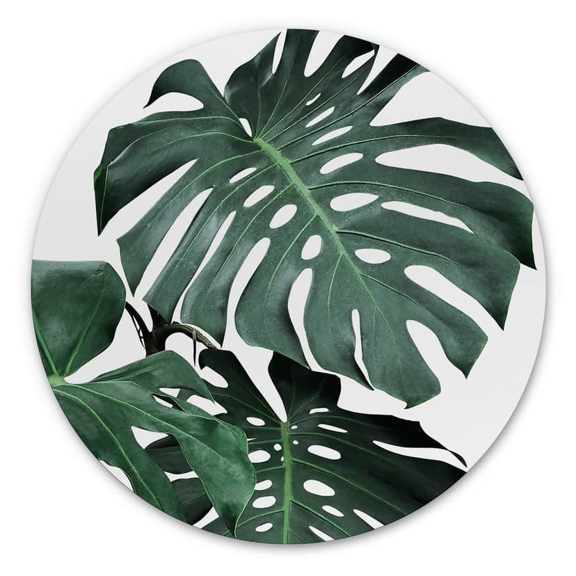 Alu-Dibond Sisi & Seb - Monstera - tondo
