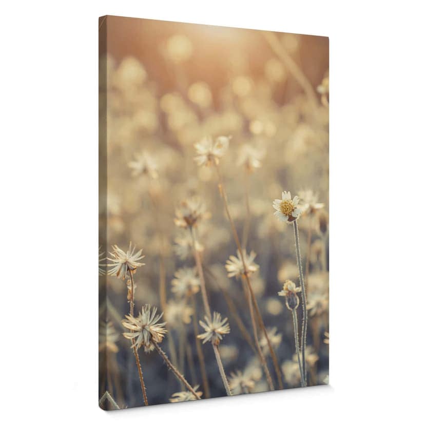 Stampa su tela Mexican Daisy - Close up