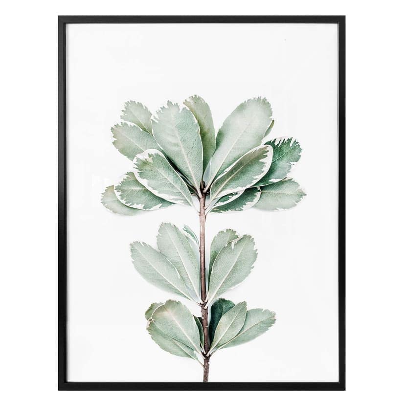 Poster Sisi & Seb - Botanic