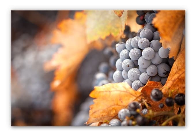 Stampa su vetro acrilico Vigneto in autunno