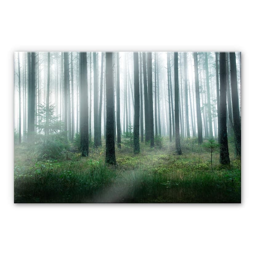 Stampa su vetro acrilico Lindsten - Nella foresta