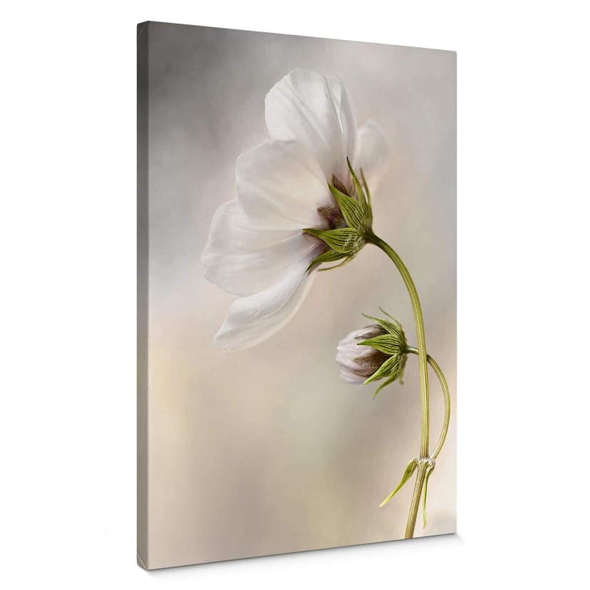 Stampa su tela Disher - Cosmos