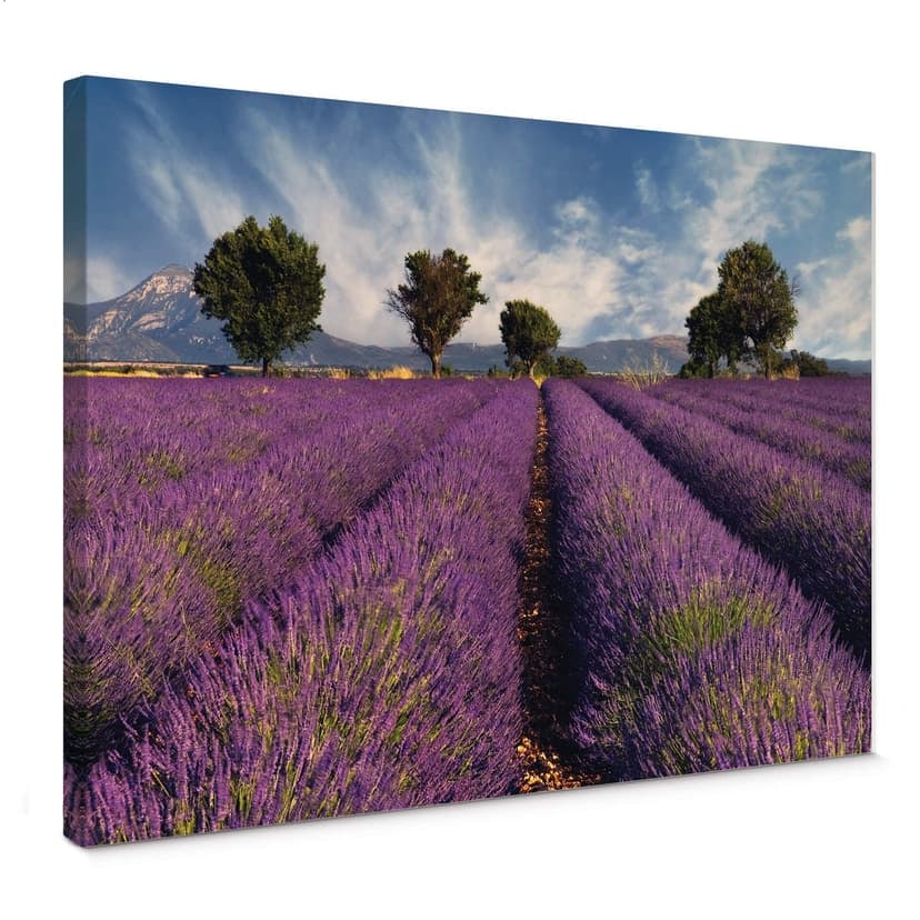 Campo di lavanda