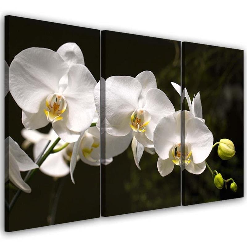 Stampa su tela 3 pezzi, fiore di orchidea bianca