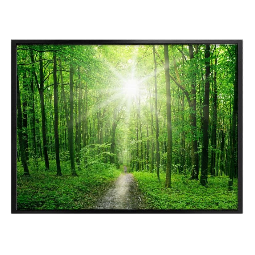 Poster - Foresta soleggiata