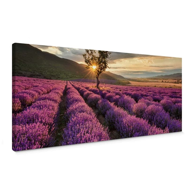 Stampa su tela - Fiori di lavanda in Provenza - Panorama 01