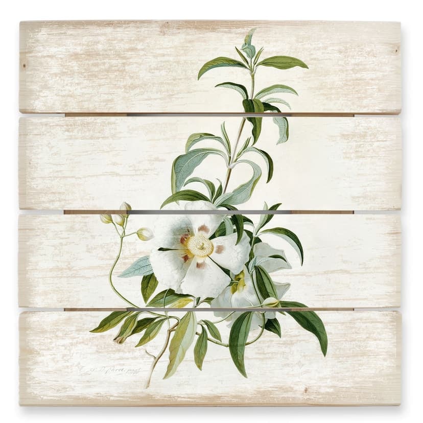 Stampa su legno - Ehret - Cisto